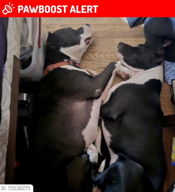 Lost Male Dog last seen Crestline and Mccain, North Little Rock, AR 72116