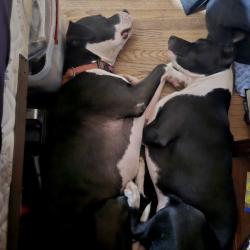Lost Male Dog last seen Crestline and Mccain, North Little Rock, AR 72116