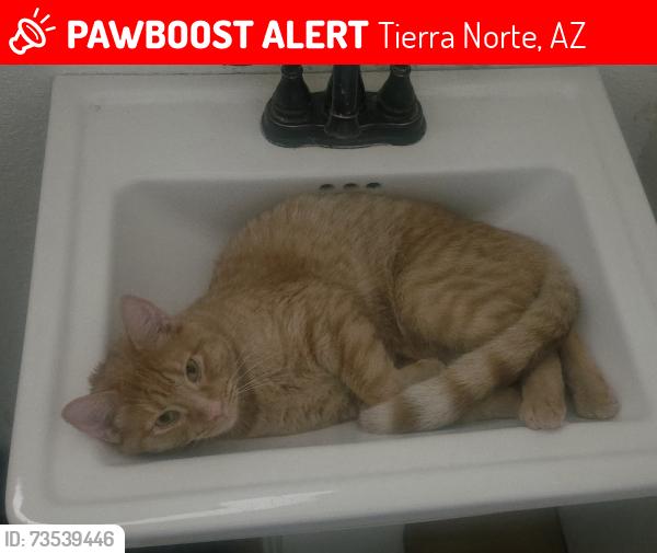 Lost Male Cat last seen 79th ave Country Gables Dr, Tierra Norte, AZ 85381