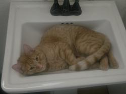 Lost Male Cat last seen 79th ave Country Gables Dr, Tierra Norte, AZ 85381