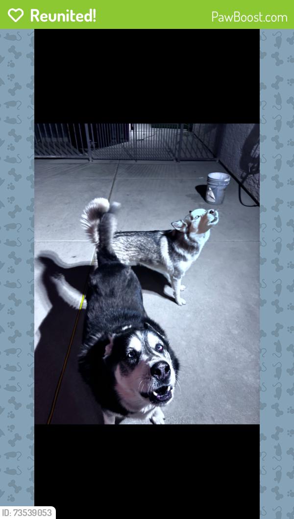 Reunited Male Dog last seen Near Linn Ln & Bonanza, Las Vegas, NV 89110