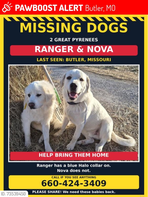 Lost Male Dog last seen Easter of Passaic, Mo. On z hwy, Butler, MO 64730