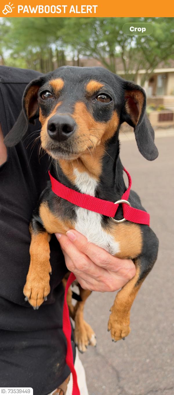 Found/Stray Female Dog last seen 22nd St & Bethany Home Rd, Maricopa County, AZ 85019