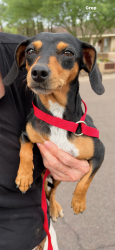 Found/Stray Female Dog last seen 22nd St & Bethany Home Rd, Maricopa County, AZ 85019