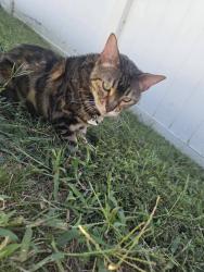 Reunited Male Cat last seen Monarch Birch Lane in the Kingstree neighborhood, Charlotte, NC 28215