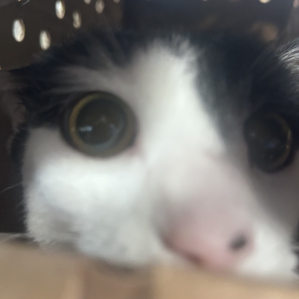 Shelter Stray Male Cat last seen , Animal Care & Control Team of Philly, 111 W Hunting Park Ave, Philadelphia, PA 19140, USA