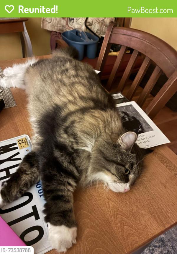 Reunited Female Cat last seen Chicago Avenue and 42nd Street, Minneapolis, MN 55407
