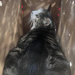Shelter Stray Female Cat last seen , Animal Care & Control Team of Philly, 111 W Hunting Park Ave, Philadelphia, PA 19140, USA