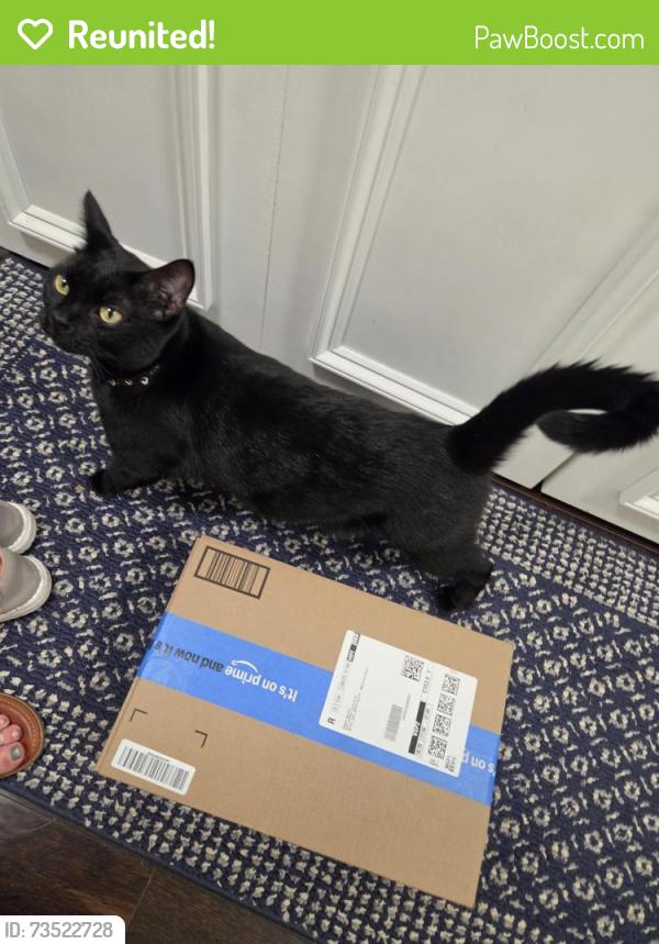Reunited Female Cat last seen Upper 147th St W and Pilot Knob Rd, Apple Valley, MN 55124