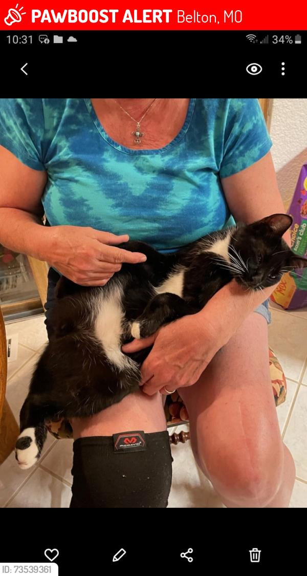 Lost Male Cat last seen West side of North Scott across from Belton Heights apmts, Belton, MO 64012