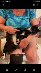 Lost Male Cat last seen West side of North Scott across from Belton Heights apmts, Belton, MO 64012
