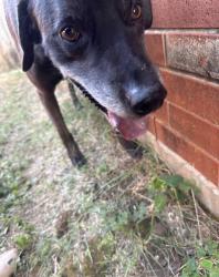Reunited Male Dog last seen 34th and Liberty, Moore, OK 73160