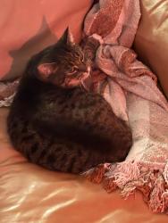 Reunited Unknown Cat last seen St George and 2nd Street, North Vancouver, North Vancouver, BC V7L 1C4