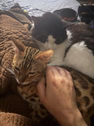 Lost Female Cat last seen Dairy Queen, Willmar, MN 56201