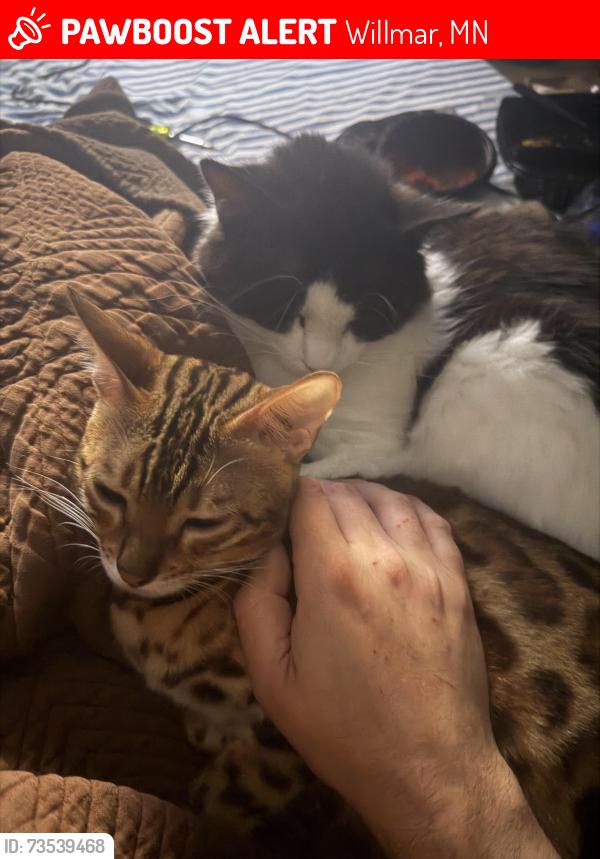 Lost Female Cat last seen Dairy Queen, Willmar, MN 56201