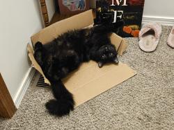 Lost Male Cat last seen 47th and Hydraulic, Wichita, KS 67216