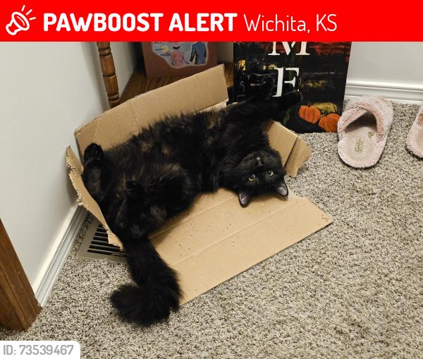 Lost Male Cat last seen 47th and Hydraulic, Wichita, KS 67216