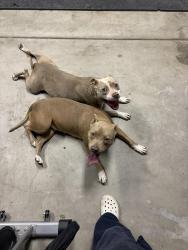 Found/Stray Female Dog last seen Princeton, Victorville, CA 92392