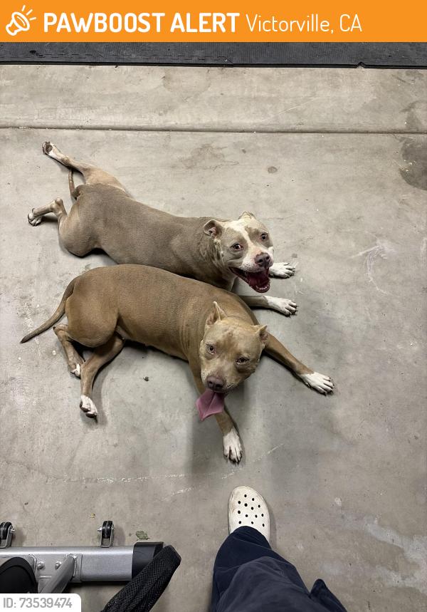 Found/Stray Female Dog last seen Princeton, Victorville, CA 92392