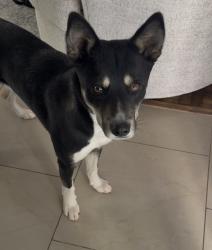 Reunited Male Dog last seen Grandspur, Spring Valley, NV 89147