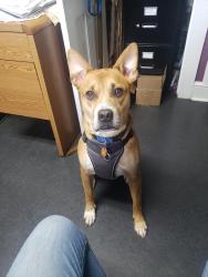 Reunited Male Dog last seen Twickenham, Rome, GA 30161