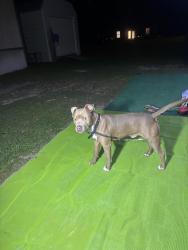 Found/Stray Male Dog last seen Holsberry place, Ensley, FL 32534