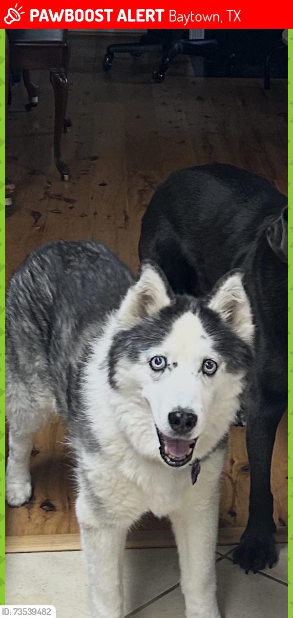Lost Female Dog last seen Near, Baytown, TX 77523