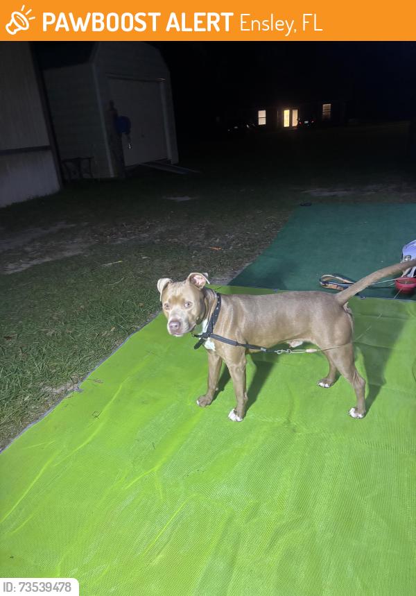 Found/Stray Male Dog last seen Holsberry place, Ensley, FL 32534