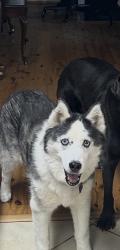Lost Female Dog last seen Near, Baytown, TX 77523