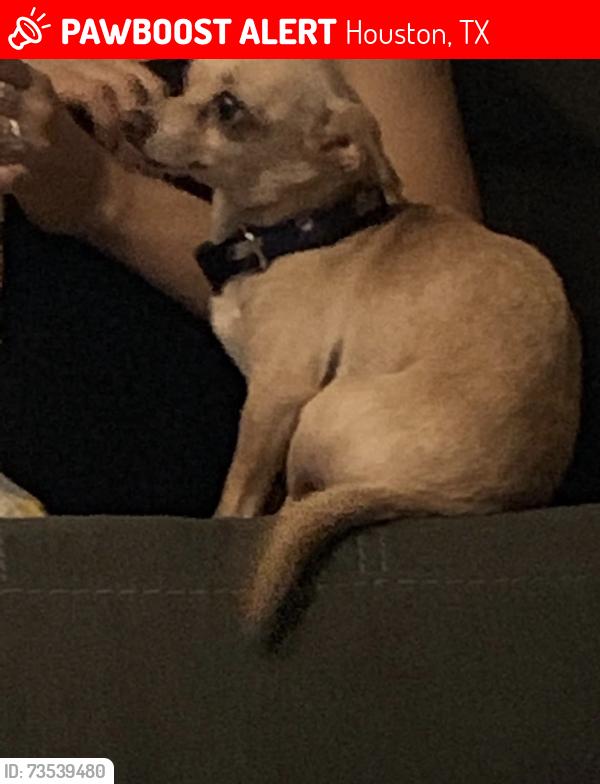 Lost Male Dog last seen Crossroads ranch apmts, Houston, TX 77065