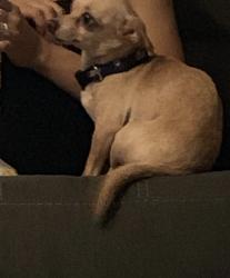 Lost Male Dog last seen Crossroads ranch apmts, Houston, TX 77065