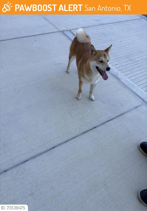Found/Stray Male Dog last seen Texas Research Park on Omicron Drive, San Antonio, TX 78245