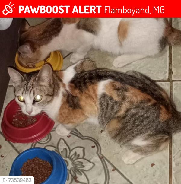 Lost Female Cat last seen Batalhão policial de Santa luzia, Flamboyand, MG 
