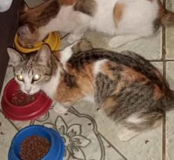Lost Female Cat last seen Batalhão policial de Santa luzia, Flamboyand, MG 