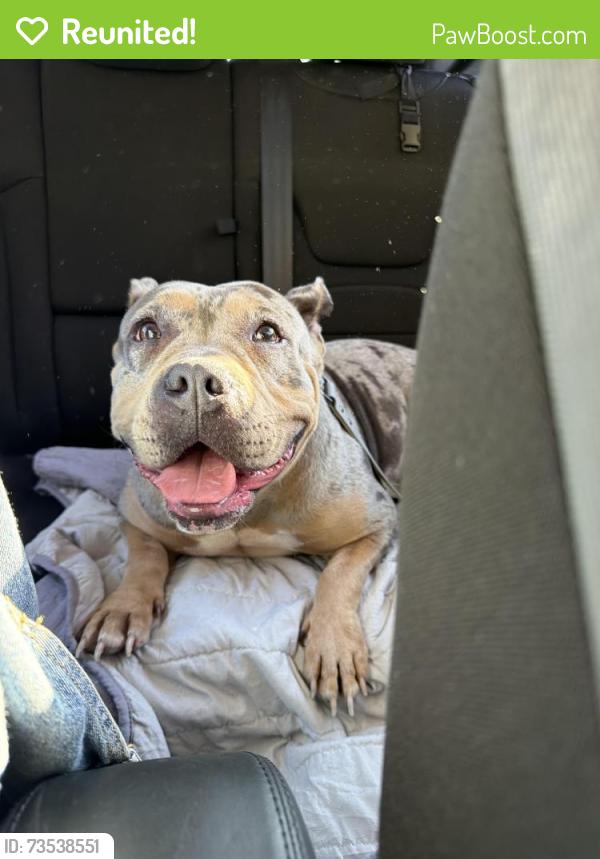 Reunited Female Dog last seen Woodbourne & Berkshire near Las Palmas, Pittsburgh, PA 15226