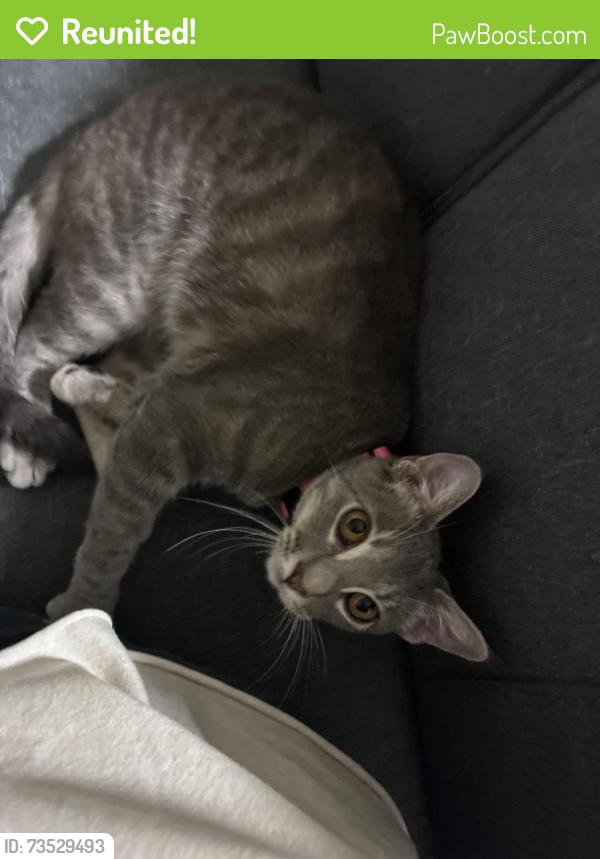 Reunited Female Cat last seen Coventry Park apmts, Tulsa, OK 74133