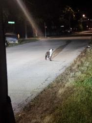 Found/Stray Unknown Dog last seen Belden street heading towards kilburn location, Rockford, IL 61101