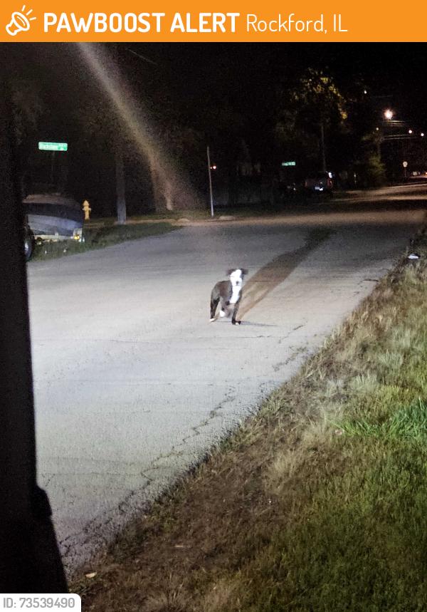 Found/Stray Unknown Dog last seen Belden street heading towards kilburn location, Rockford, IL 61101