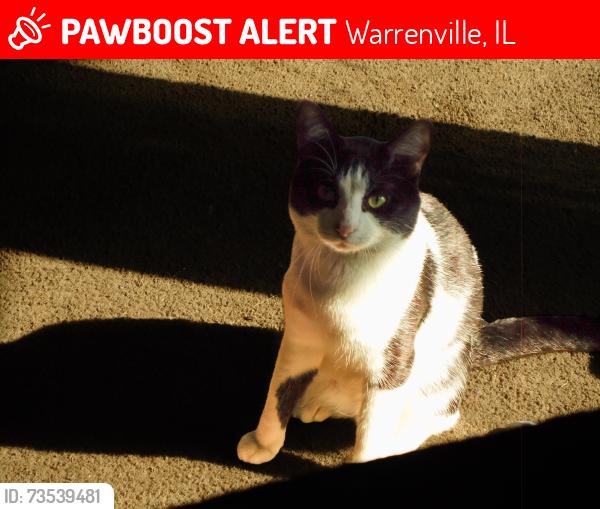 Lost Male Cat last seen 29W539 country ridge dr, Warrenville, IL 60555