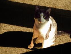 Lost Male Cat last seen 29W539 country ridge dr, Warrenville, IL 60555