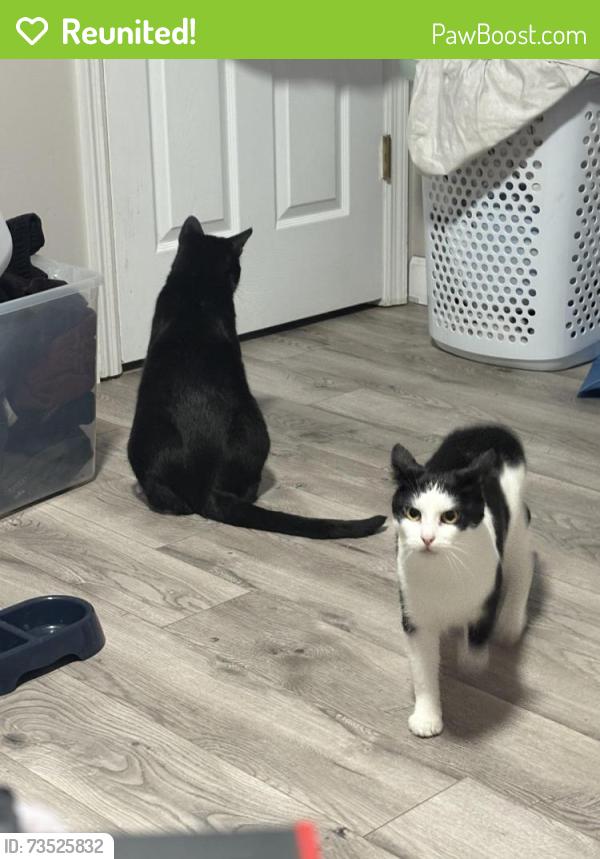 Reunited Female Cat last seen Near whisper creek drive, Wentzville, MO 63385