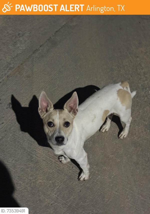 Found/Stray Unknown Dog last seen Near California LN, Arlington, TX 76015