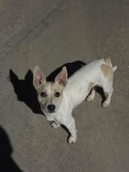 Found/Stray Unknown Dog last seen Near California LN, Arlington, TX 76015