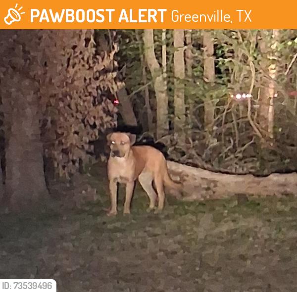Found/Stray Male Dog last seen Joe Ramsey Blvd North, Greenville, TX 75402