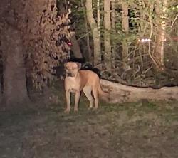 Found/Stray Male Dog last seen Joe Ramsey Blvd North, Greenville, TX 75402