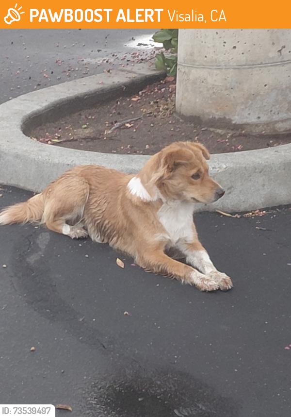 Found/Stray Unknown Dog last seen Sante fe, Visalia, CA 93292