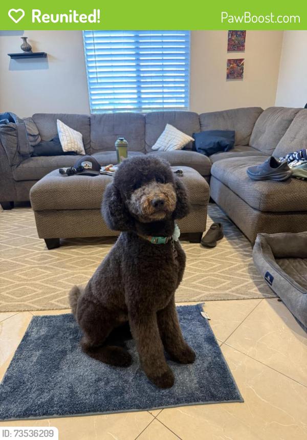 Reunited Female Dog last seen E street and Cedar, and Elder, Chula Vista, CA 91910