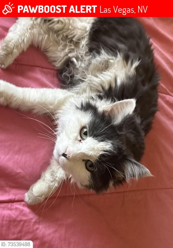 Lost Female Cat last seen Sandhill and Sunset, Las Vegas, NV 89120
