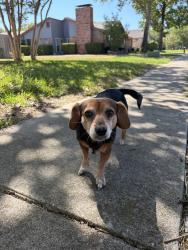 Reunited Female Dog last seen Jester & Crossbow, Garland, TX 75044