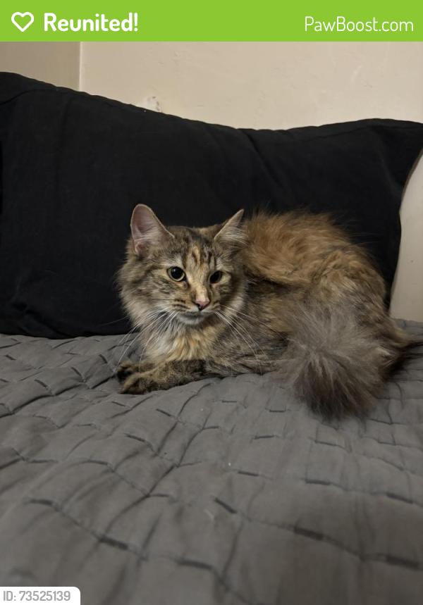 Reunited Female Cat last seen Bay view middle school, Howard, WI 54313